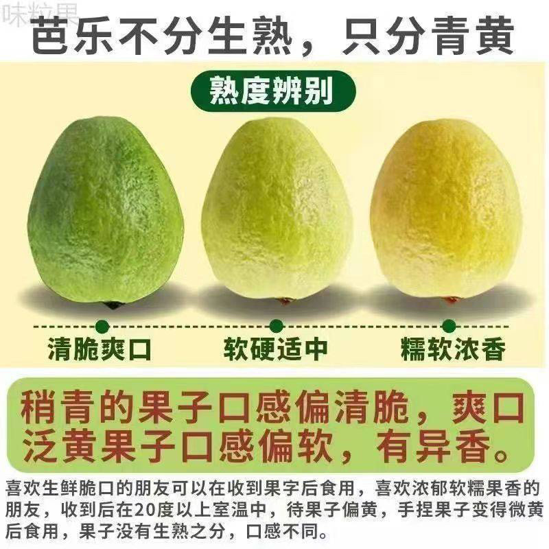 红心番石榴芭乐大量上市产地直销货源保障一件代发
