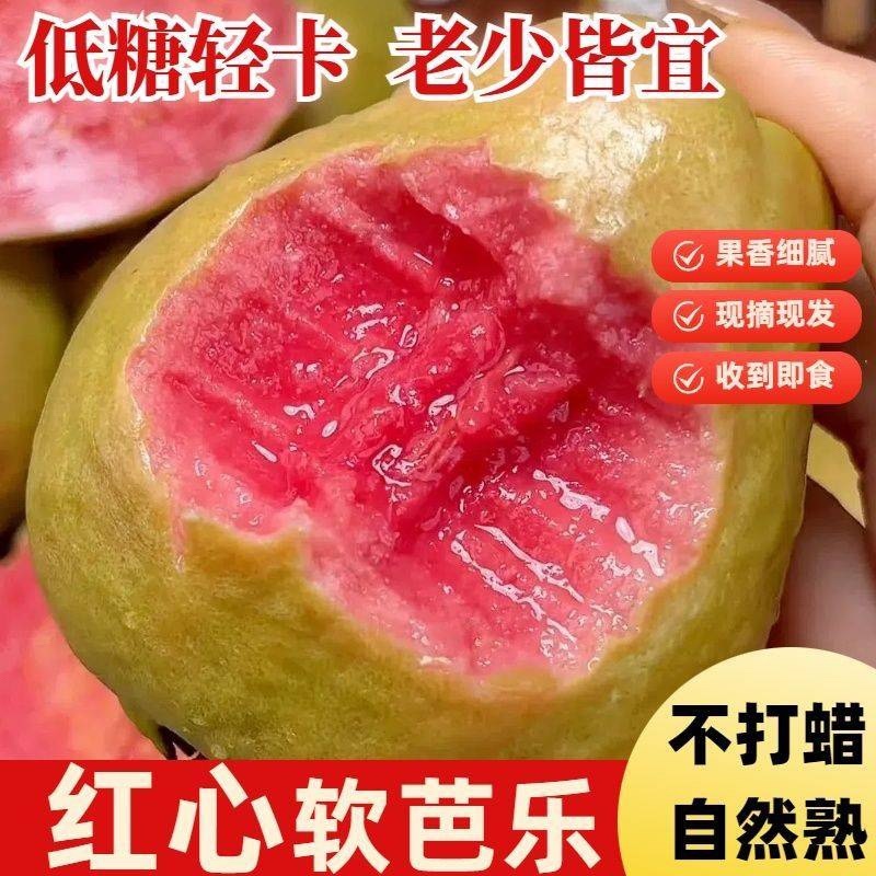 红心番石榴芭乐大量上市产地直销货源保障一件代发