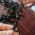 浦津海带结干货商用批发风干昆布海带扣非特级厚新鲜火锅煲汤整箱