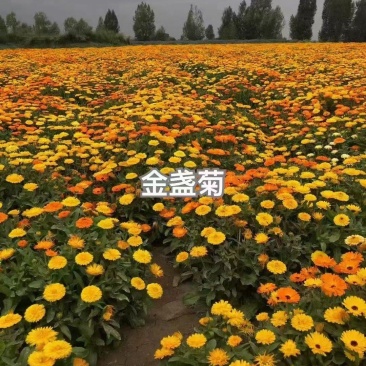 金盏花种子四季易种花种子长生菊花海易种盆栽耐寒