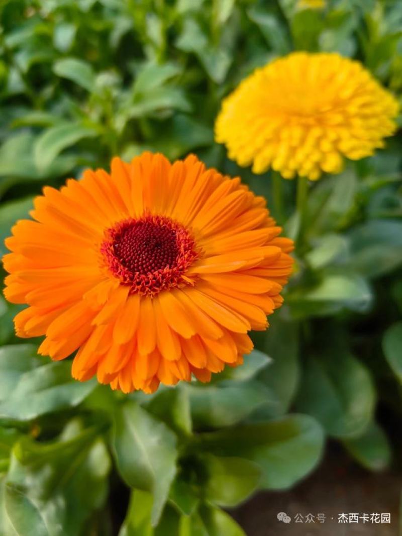 金盏花种子四季易种花种子长生菊花海易种盆栽耐寒