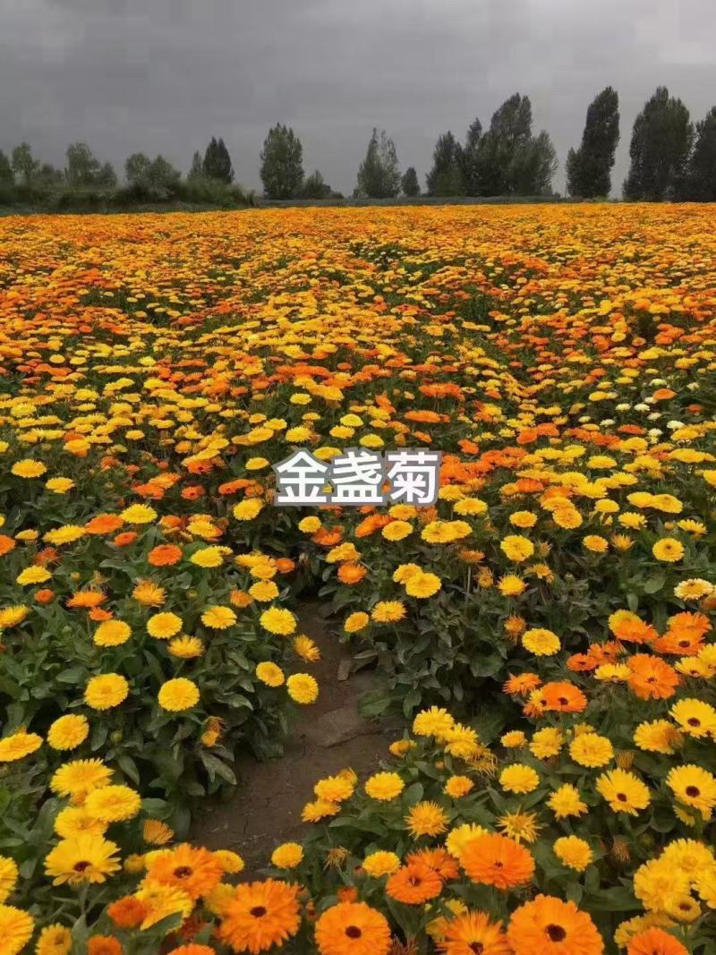 金盏花种子四季易种花种子长生菊花海易种盆栽耐寒