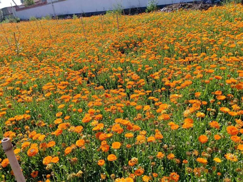 金盏花种子四季易种花种子长生菊花海易种盆栽耐寒