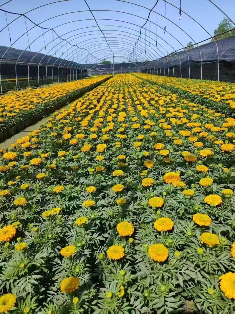 万寿菊种混色四季花种臭菊花种籽紫庭院室外花籽