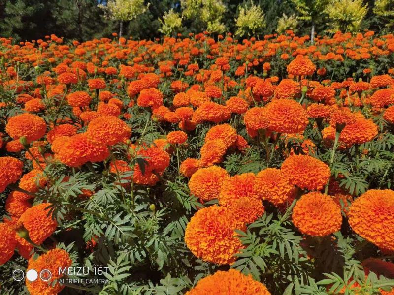 万寿菊种混色四季花种臭菊花种籽紫庭院室外花籽