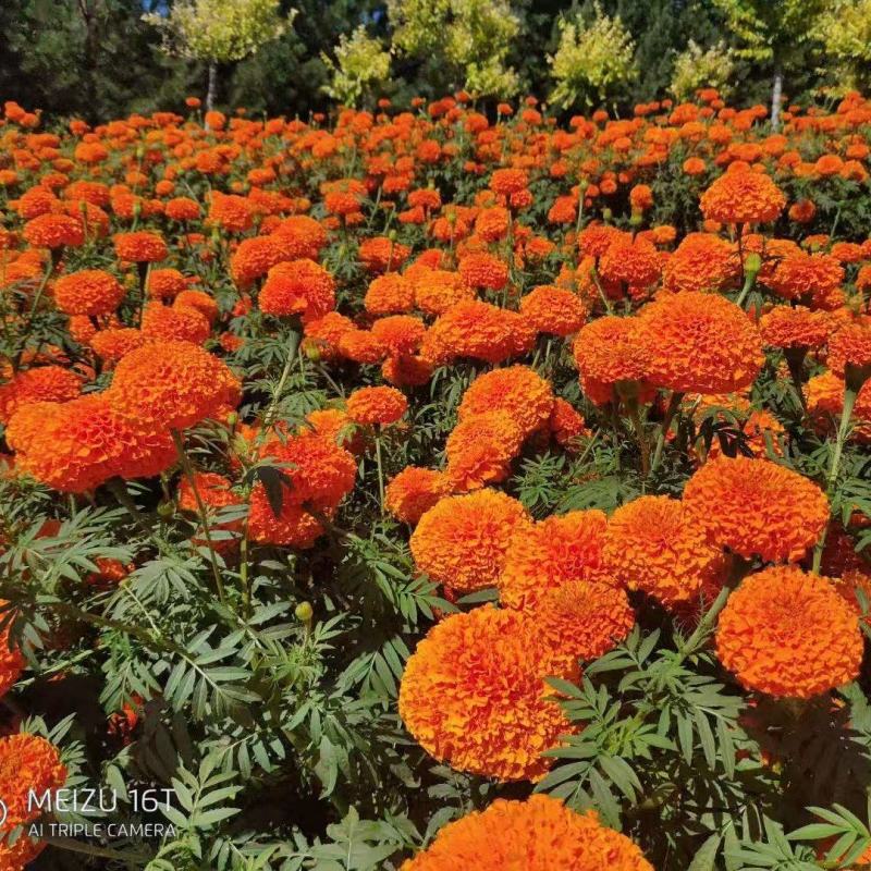 万寿菊种混色四季花种臭菊花种籽紫庭院室外花籽