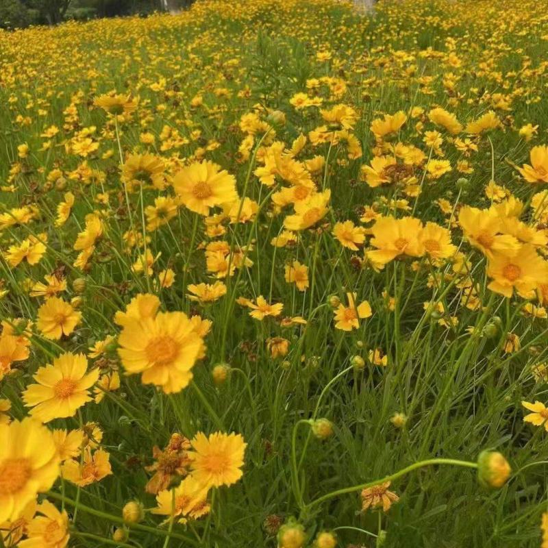金鸡菊种子花期长四季易种易活花卉多年生宿根花草