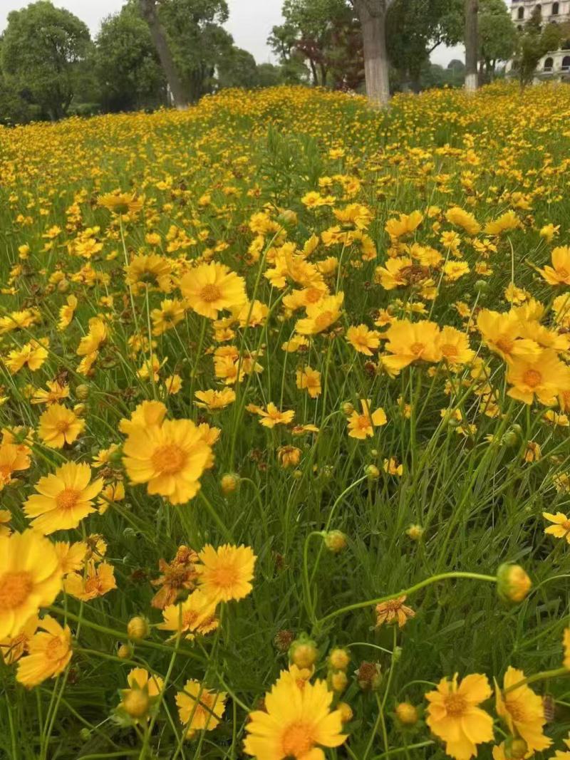 金鸡菊种子花期长四季易种易活花卉多年生宿根花草