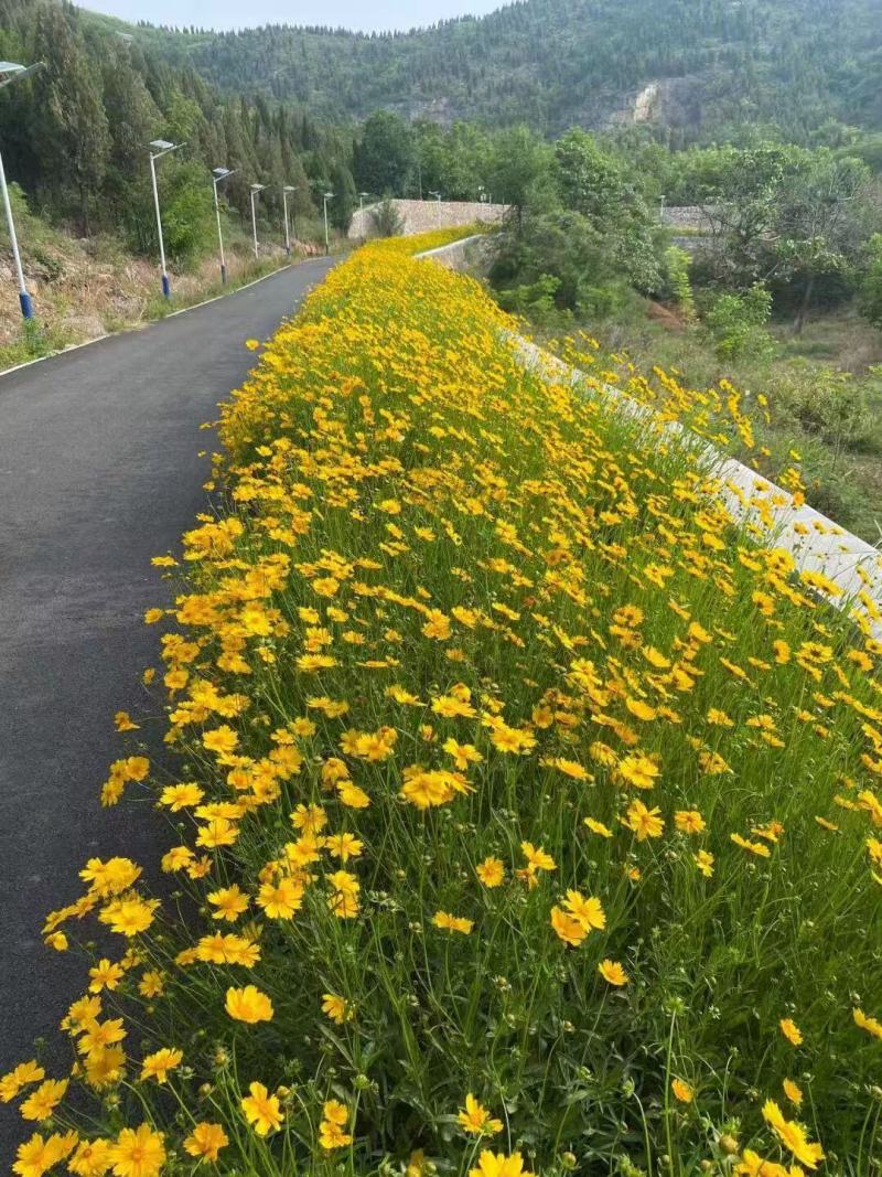 金鸡菊种子花期长四季易种易活花卉多年生宿根花草