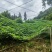 狗爪豆大量出货，欢迎各地客商