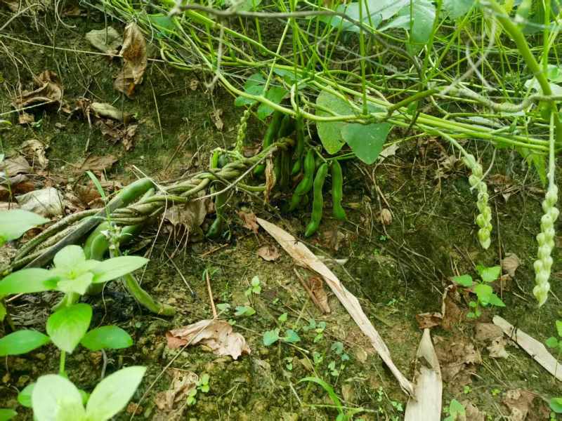 狗爪豆大量出货，欢迎各地客商