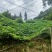 狗爪豆大量出货，欢迎各地客商