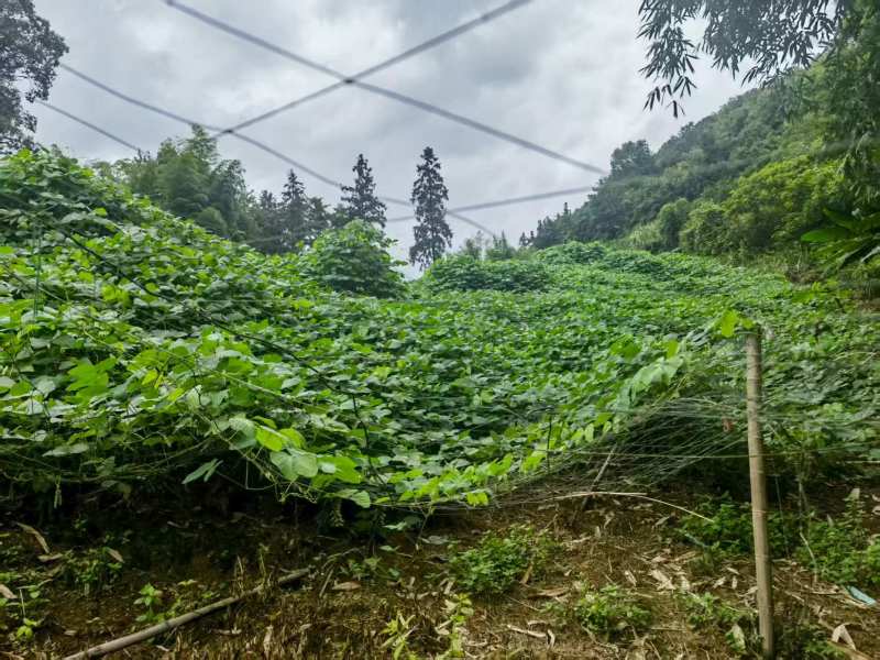 狗爪豆大量出货，欢迎各地客商