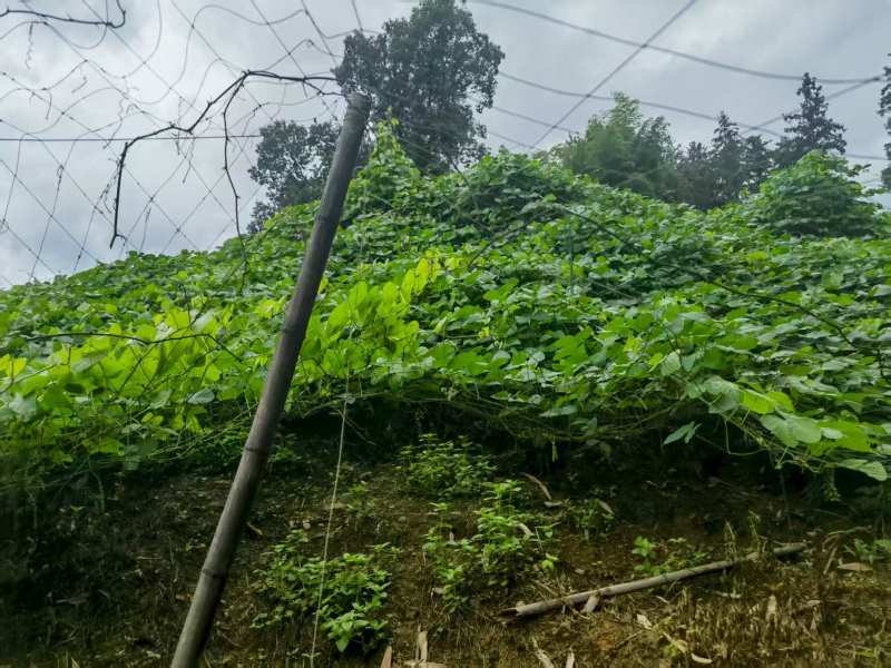 狗爪豆大量出货，欢迎各地客商