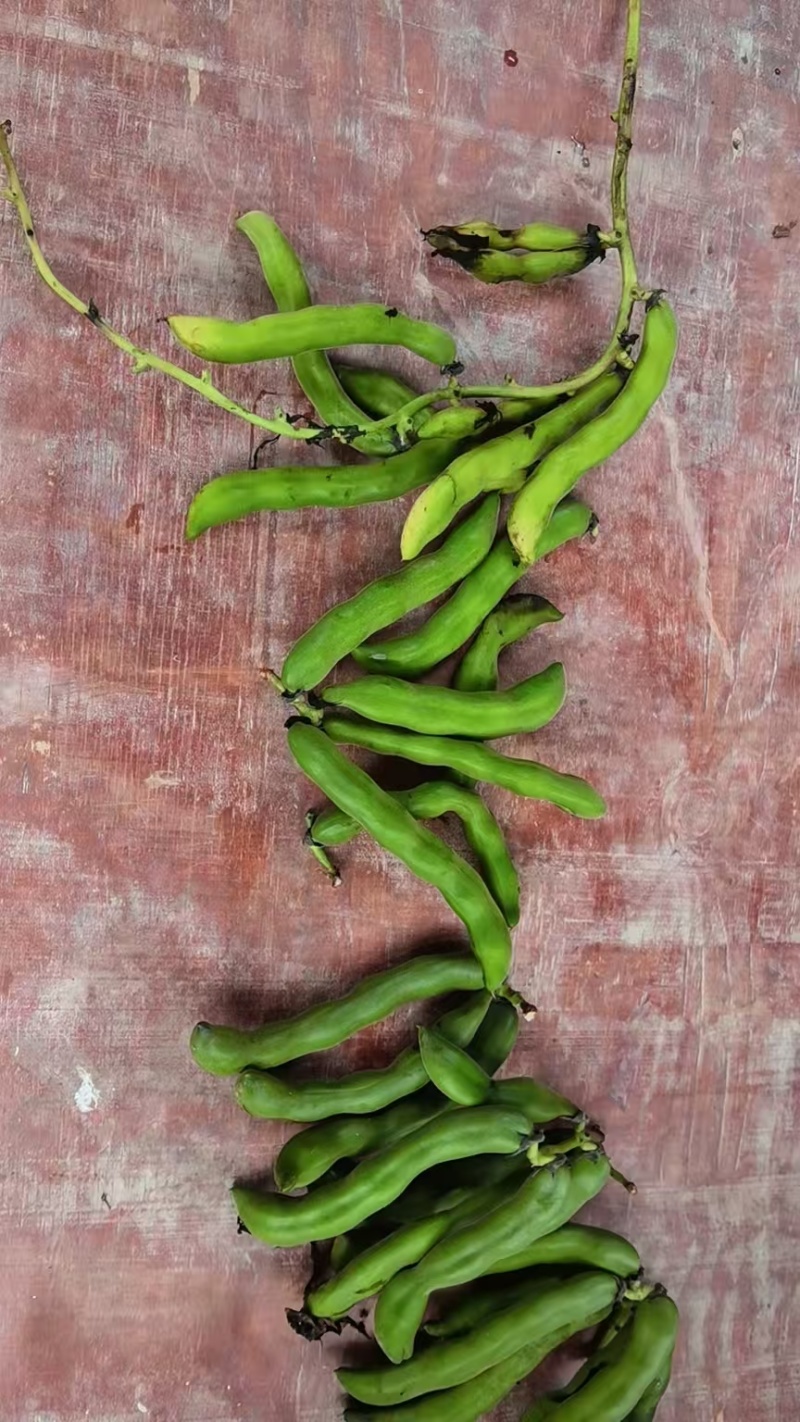 狗爪豆大量出货，欢迎各地客商