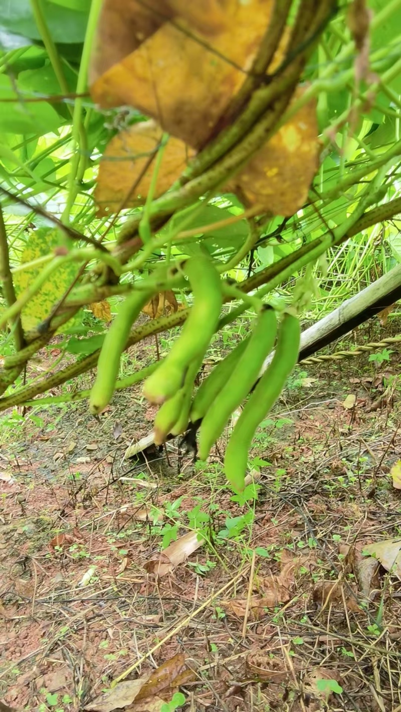 狗爪豆大量出货，欢迎各地客商