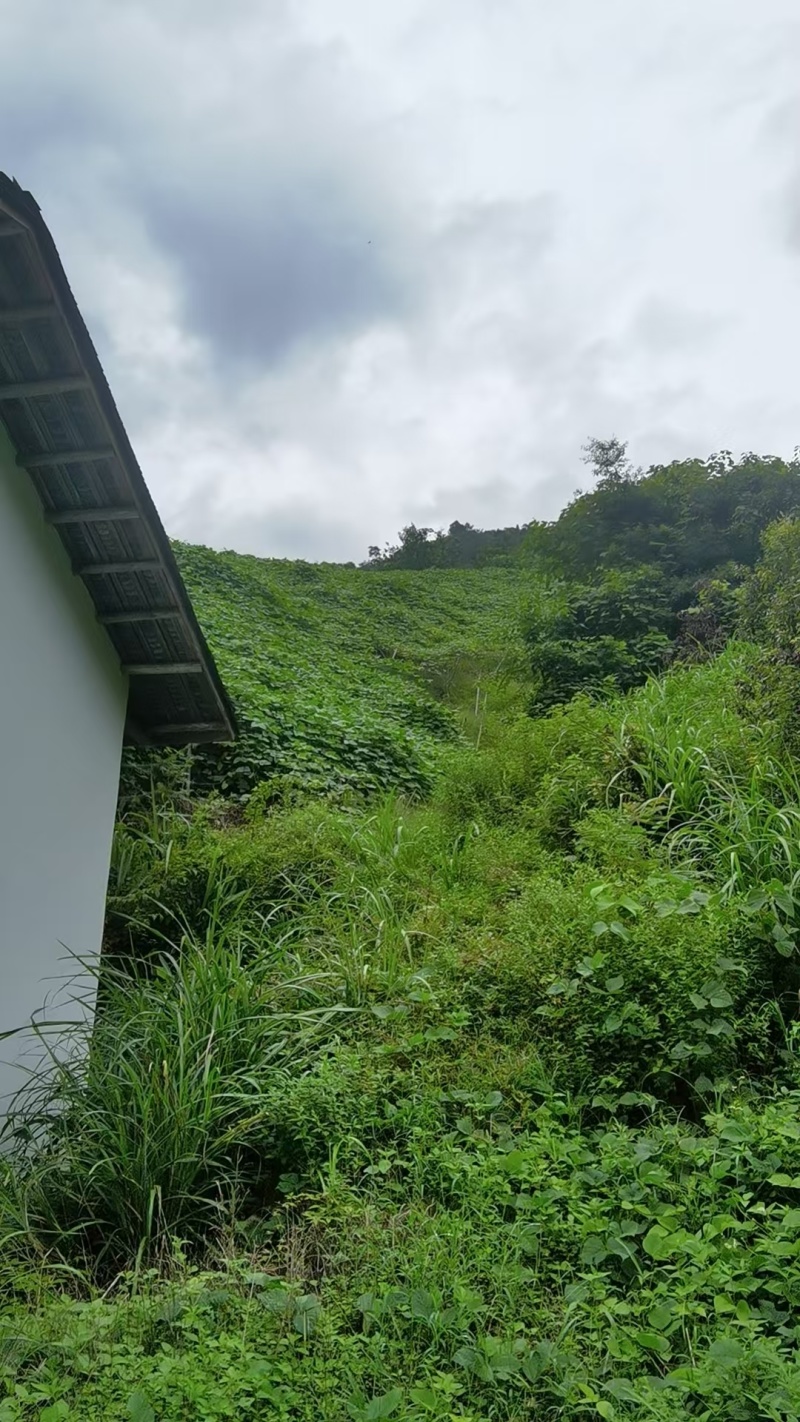 狗爪豆大量出货，欢迎各地客商