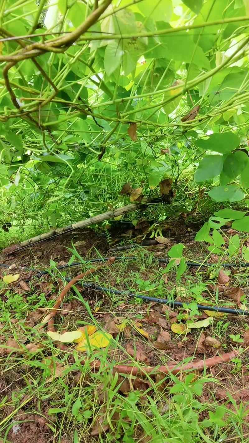 狗爪豆大量出货，欢迎各地客商
