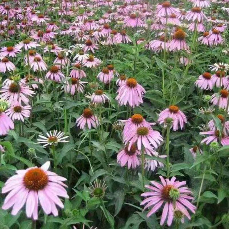 彩色松果菊种子宿根多年生耐寒耐热庭院阳台易养活花卉