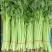 【推荐】芹菜云南小香芹大量供应规格齐全量大从优