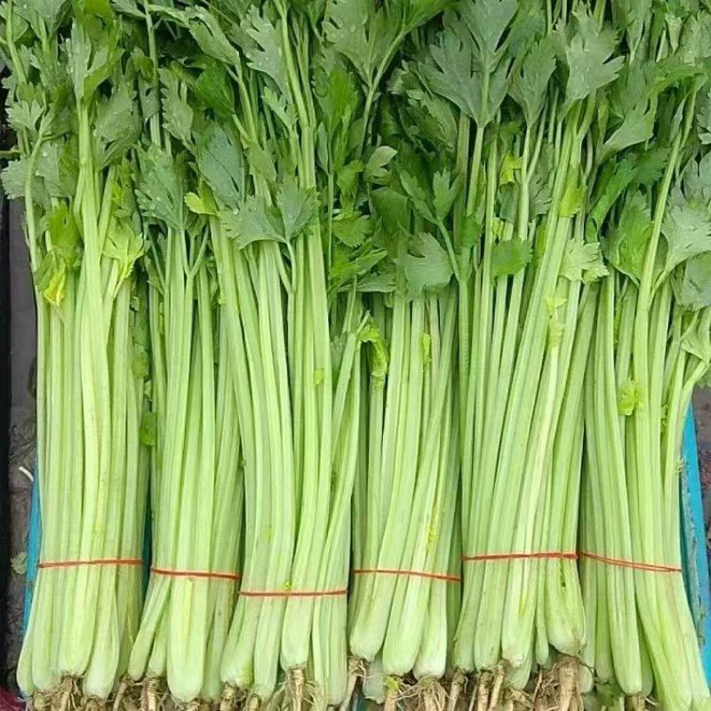 【推荐】芹菜云南小香芹大量供应规格齐全量大从优