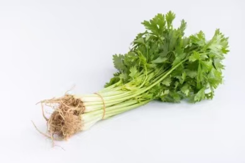 【推荐】芹菜云南小香芹大量供应规格齐全量大从优
