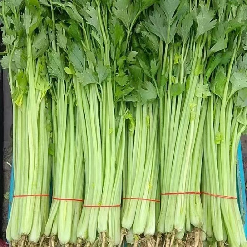 【实力供应】云南香芹大量供应一手货源量大从优欢迎咨询