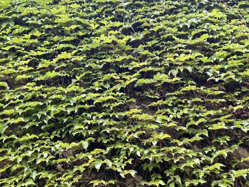 爬山虎种子厂家一手货源批发品质保证价格美丽欢迎电话咨询