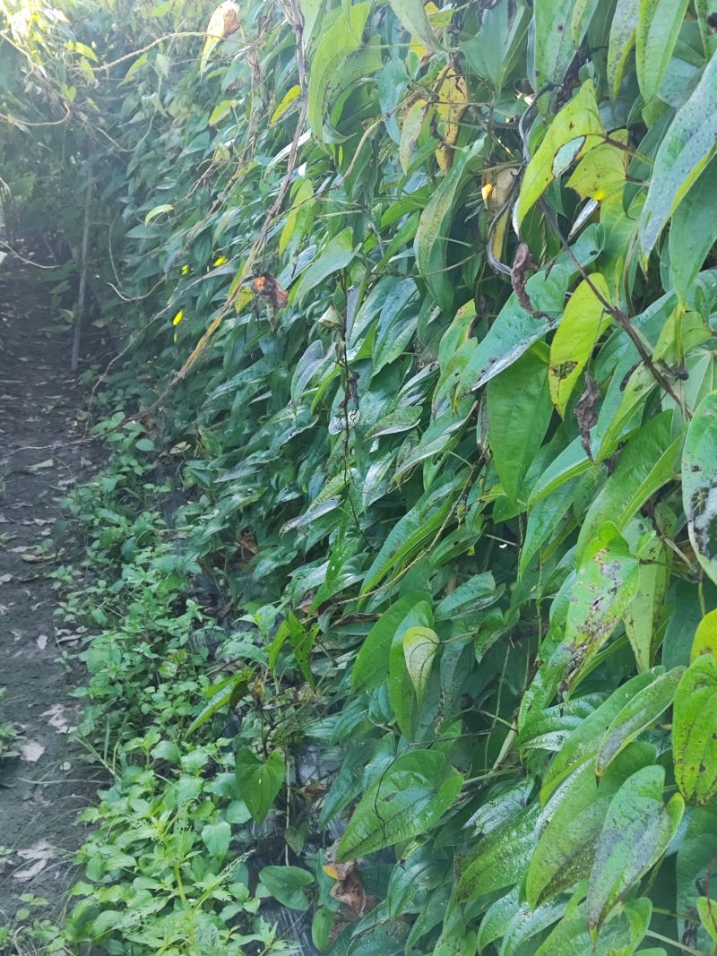 赣南紫山药脚板薯新鲜现挖