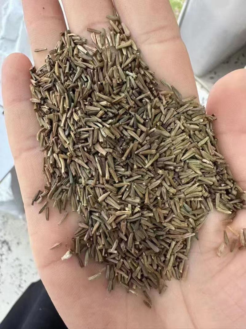 除虫菊驱蚊虫菊种驱蚊花种懒人多年生四季开