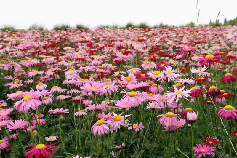 除虫菊驱蚊虫菊种驱蚊花种懒人多年生四季开