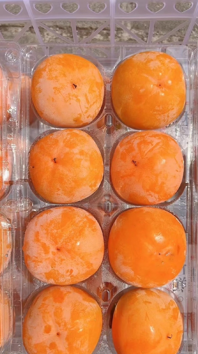 【实力供货】陕西七月黄柿子基地直供品质保证欢迎来电咨询