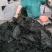 阿宁压缩海带丝22g/袋霞浦凉拌海带压缩海带丝鲜嫩爽口干净无