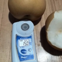 秋月梨产地直供