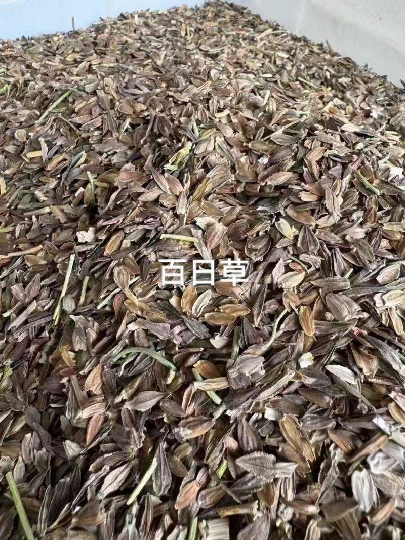 百日草花种籽耐寒耐旱耐贫瘠工程公园绿化**