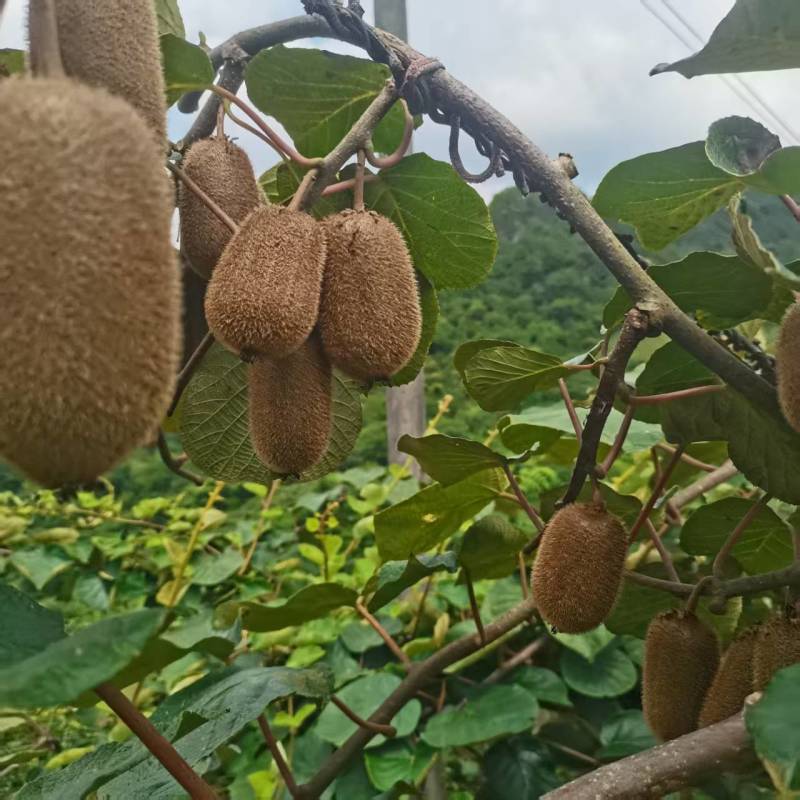 贵州修文猕猴桃