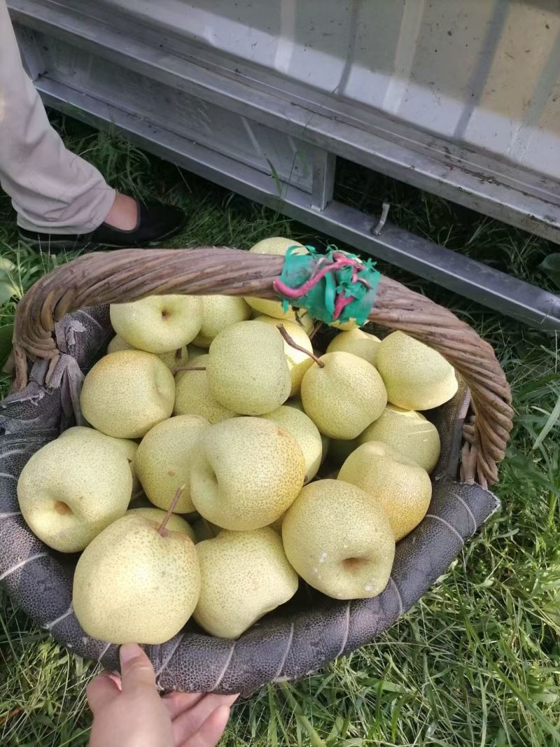 砀山酥梨产地老果园区连片果园种植对接商超品质