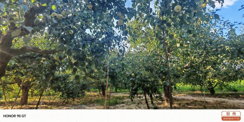 砀山酥梨产地老果园区连片果园种植对接商超品质