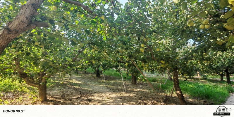 砀山酥梨产地老果园区连片果园种植对接商超品质