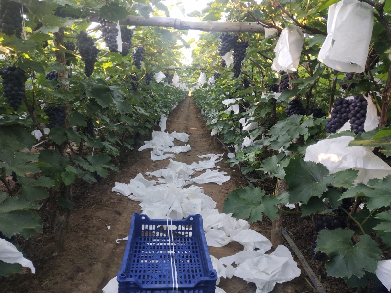 自家种植京亚葡萄已到成熟期，估产7千，欢迎采购商致电
