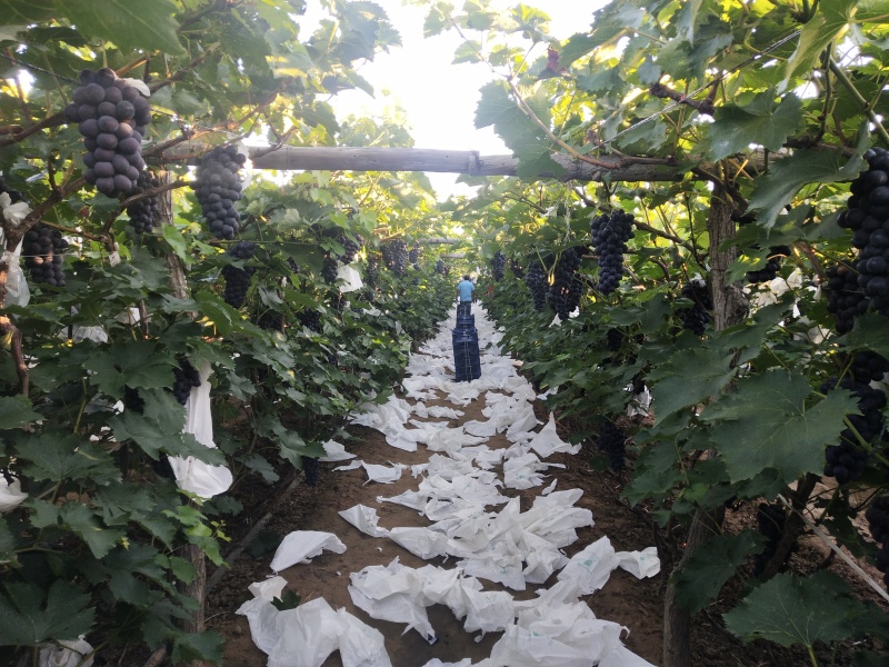 自家种植京亚葡萄已到成熟期，估产7千，欢迎采购商致电