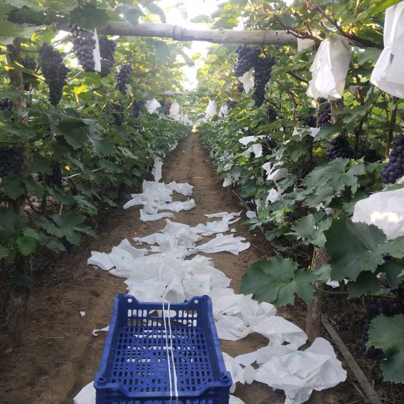自家种植京亚葡萄已到成熟期，估产7千，欢迎采购商致电