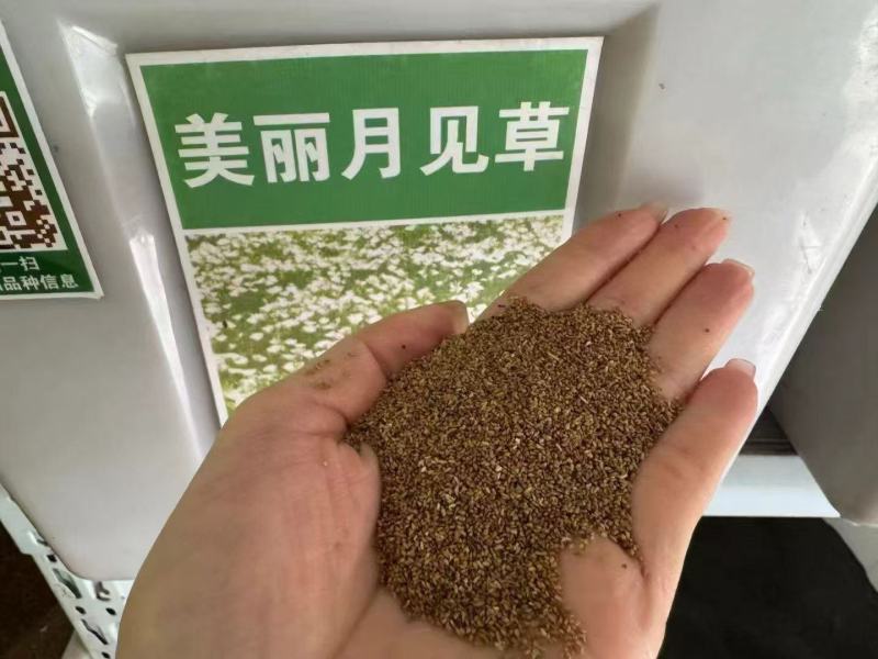 美丽月见草种子花期长好养活抗病性强懒人花卉
