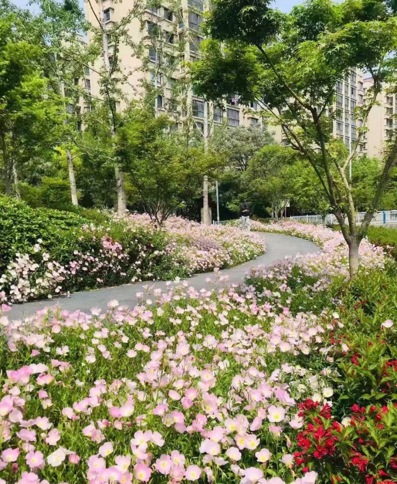 美丽月见草种子花期长好养活抗病性强懒人花卉