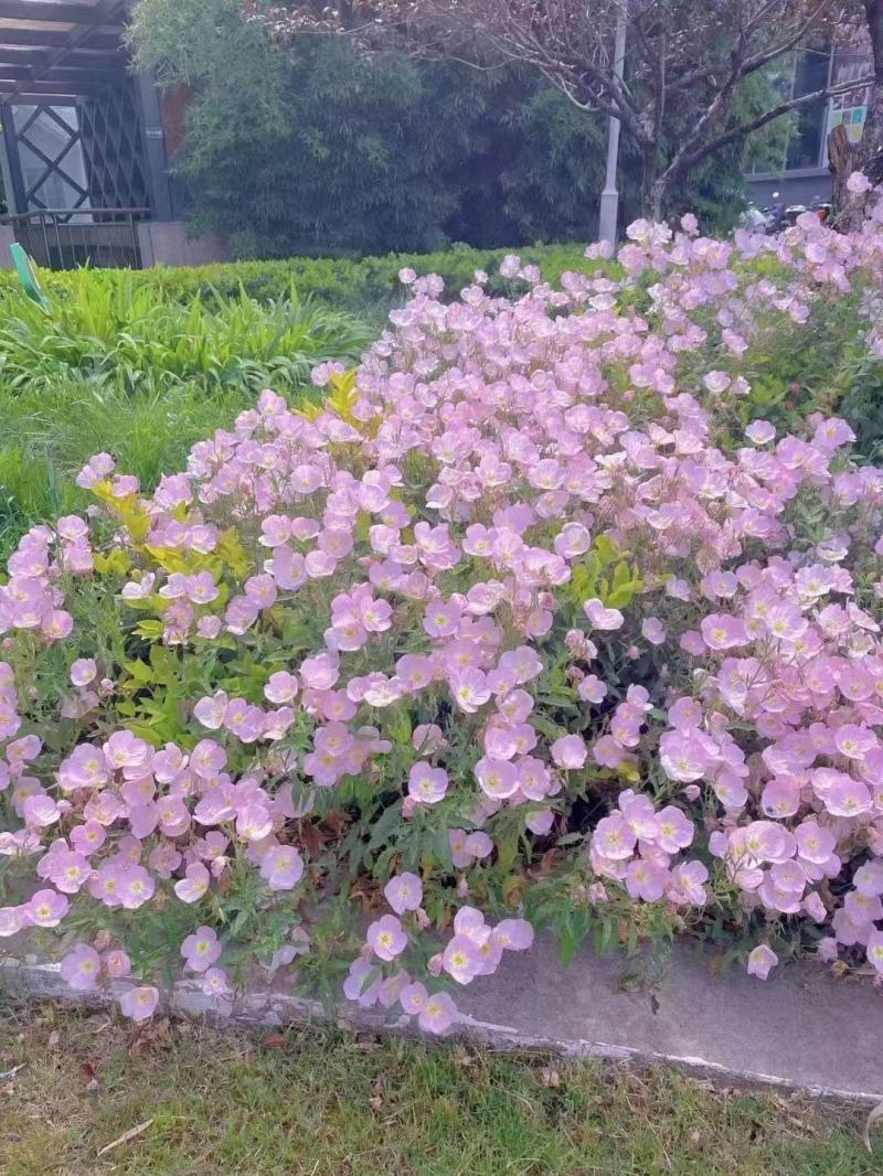 美丽月见草种子花期长好养活抗病性强懒人花卉