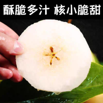 《酥梨》河南宁陵现摘现发/一手货源/对接加工厂/社区团购