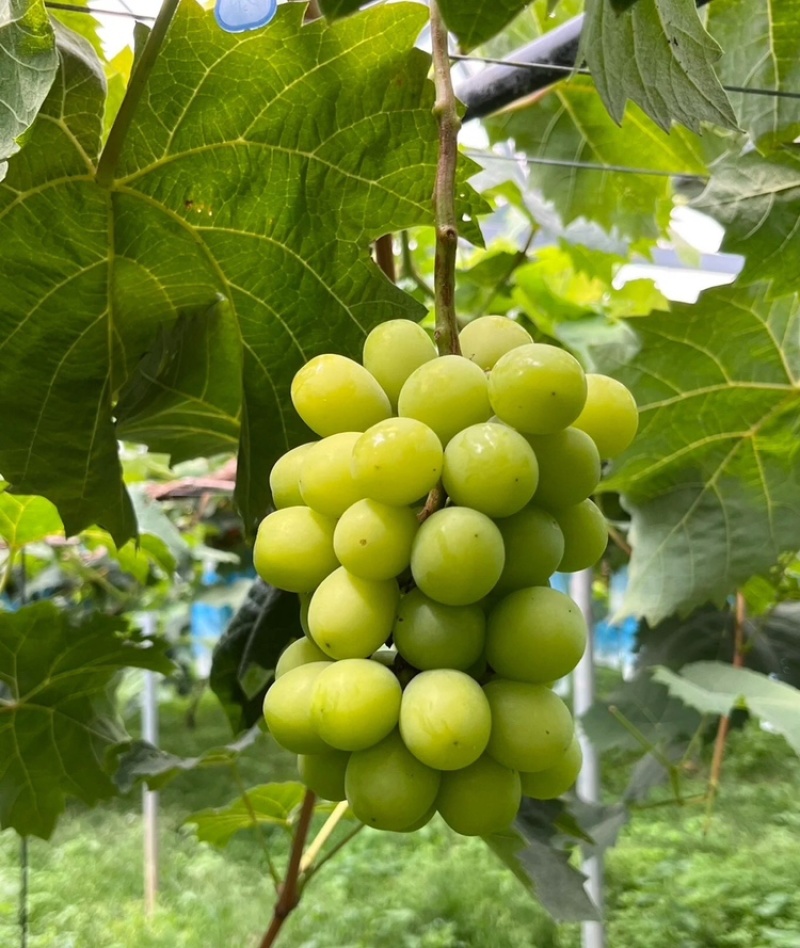 【实力】阳光玫瑰陕西阳光玫瑰颗粒饱满量大从优保质保量