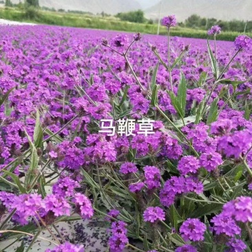 柳叶马鞭草种子多年生宿根草花种子四季绿化花海庭院观花种子