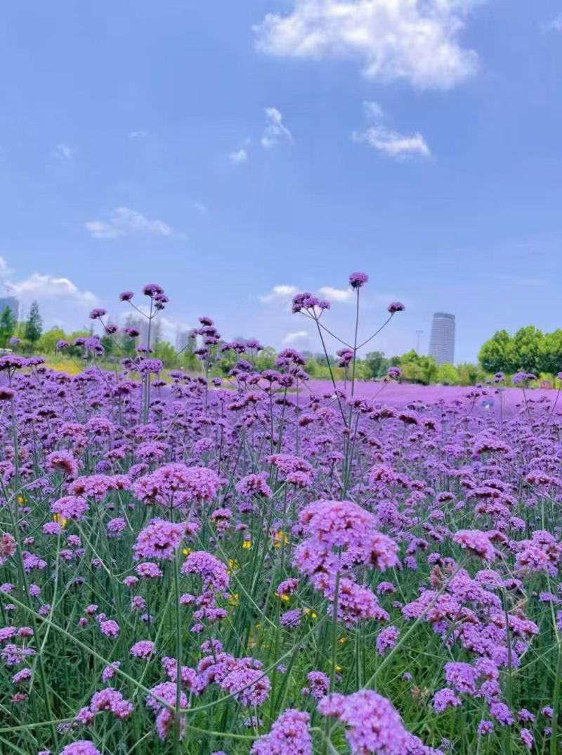 柳叶马鞭草种子多年生宿根草花种子四季绿化花海庭院观花种子