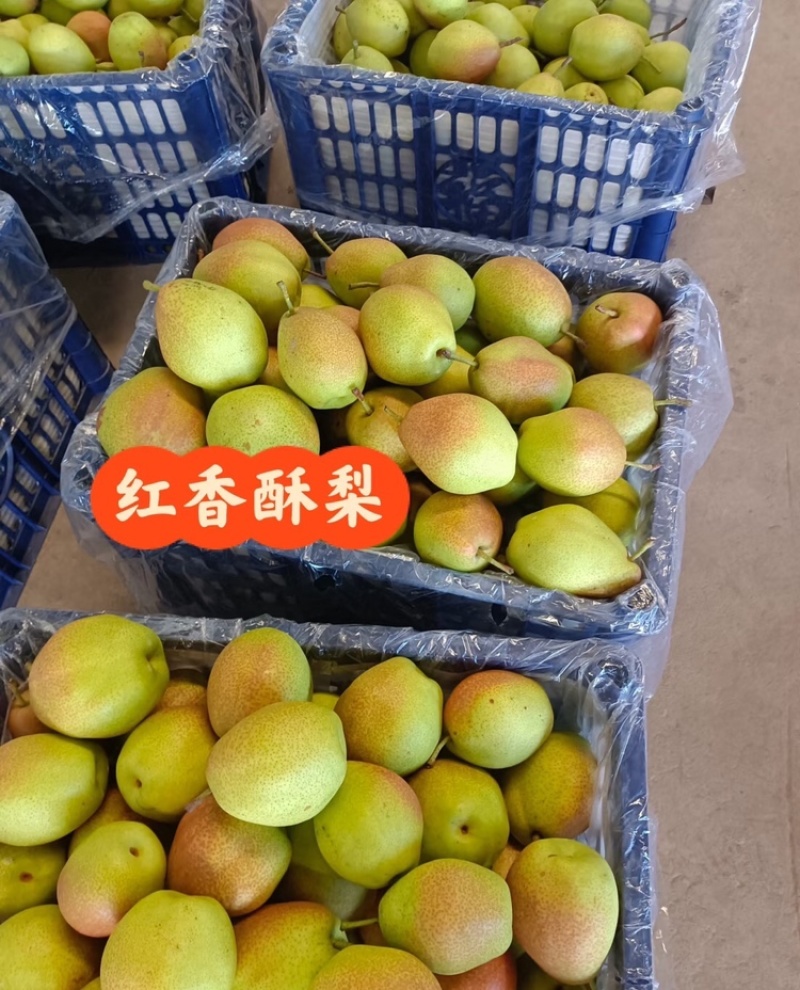 红香酥梨陕西酥梨皮薄多汁现摘现发供应全国市场电商